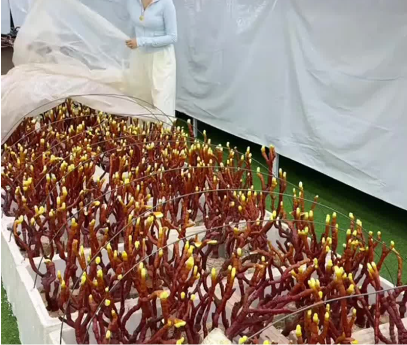 震惊！2025年四川鸿博汇生物科技有限公司的鹿茸菌竟然有这样的效果！